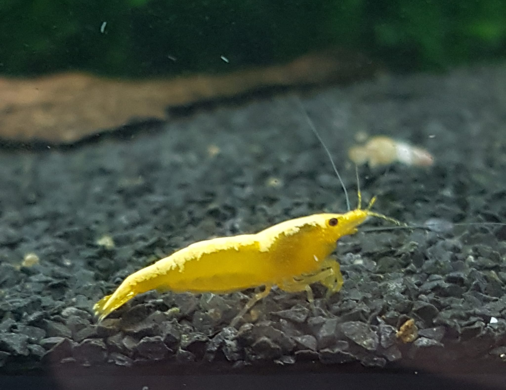 Yellow Fire Neon Stripe